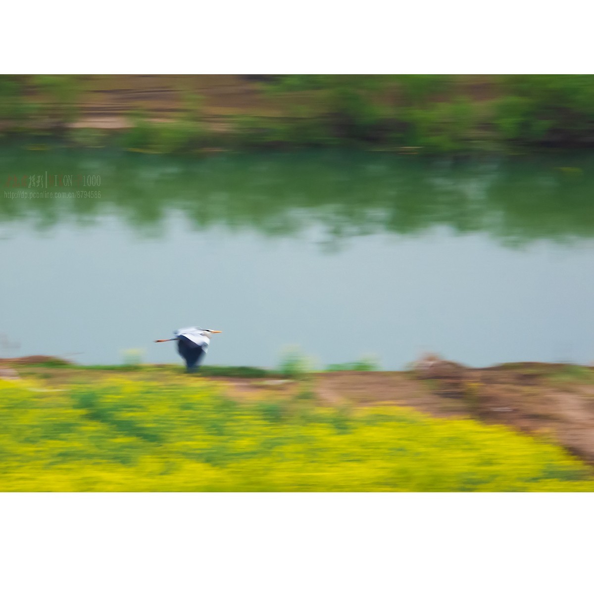 飞过油菜地的苍鹭