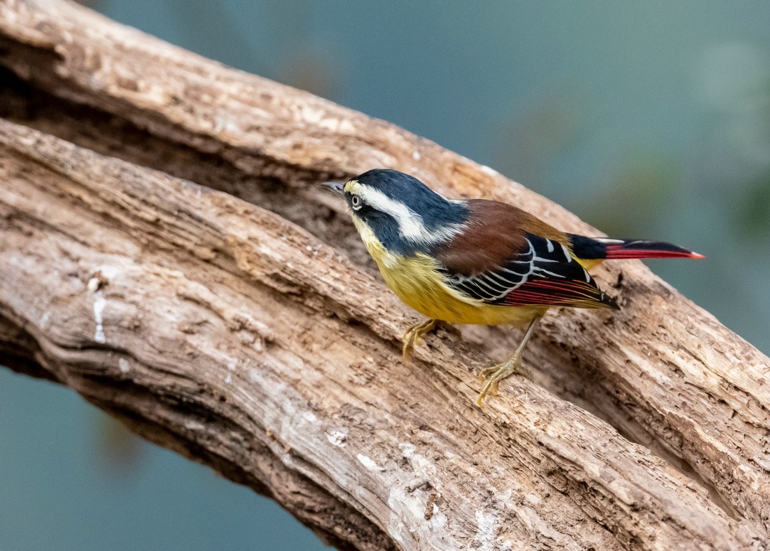 老树干上的《火尾希鹛》