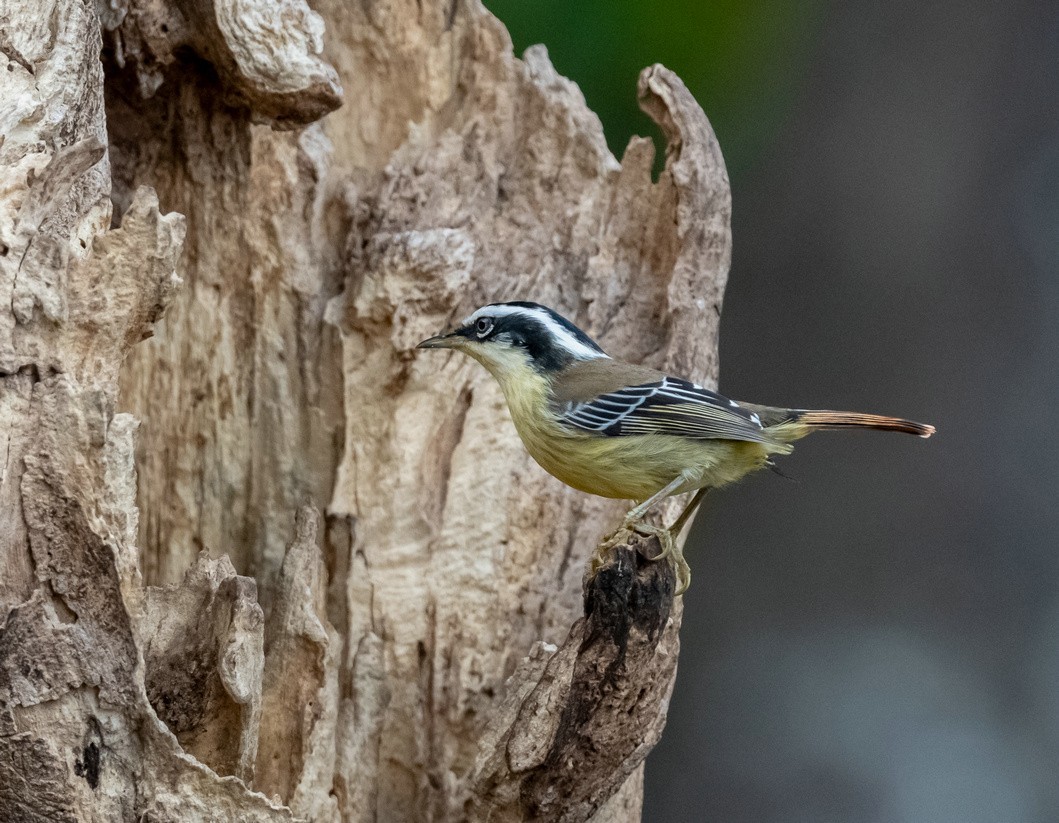 老树干上的《火尾希鹛》