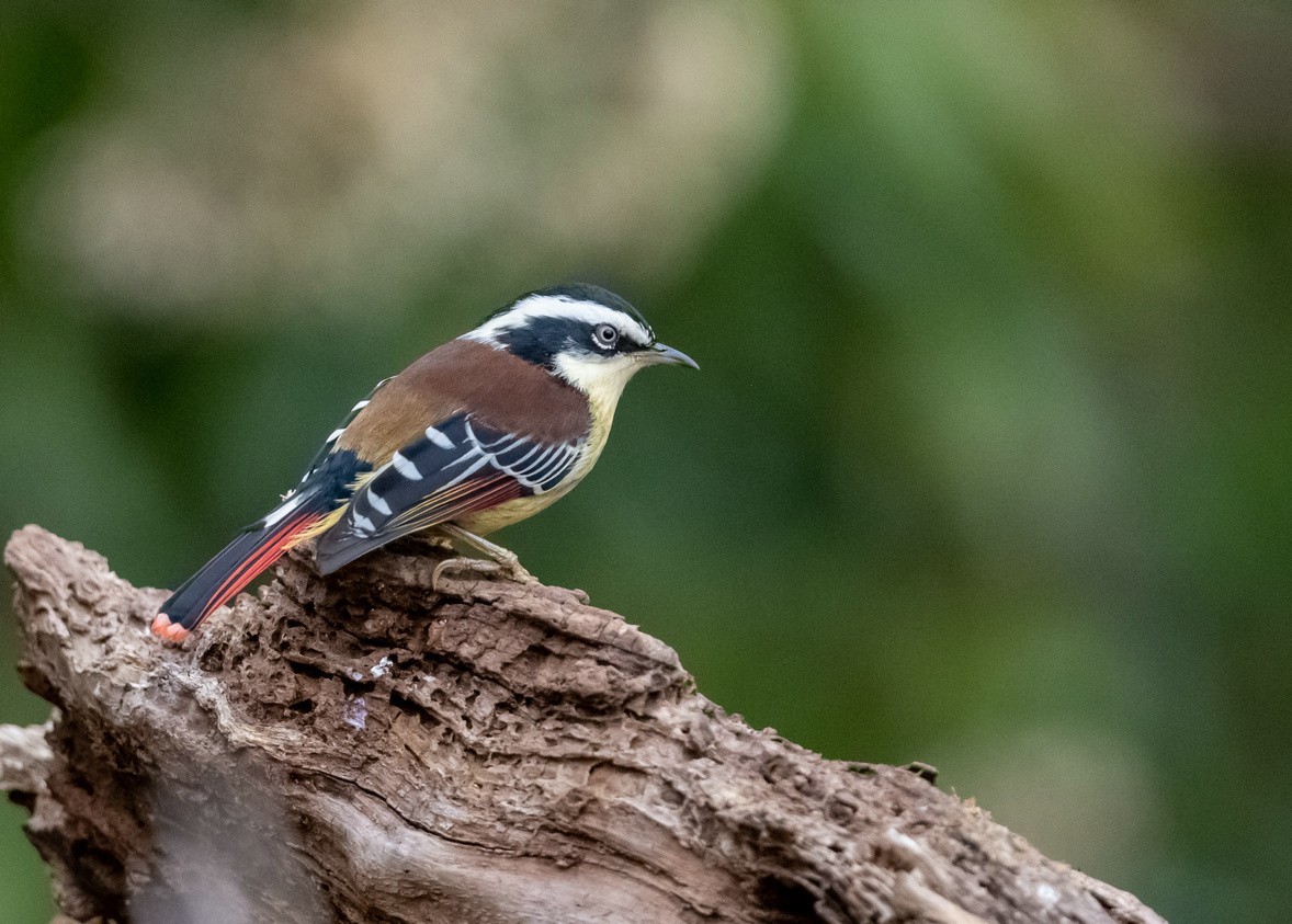 老树干上的《火尾希鹛》