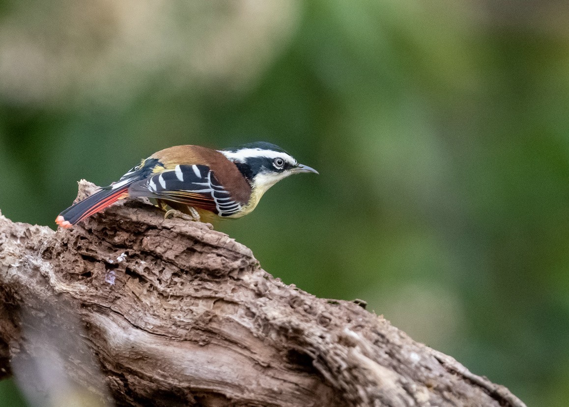 老树干上的《火尾希鹛》