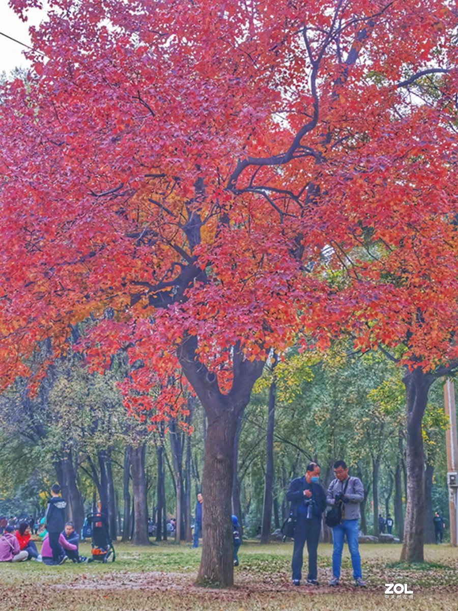 洛阳隋唐遗址公园的秋天
