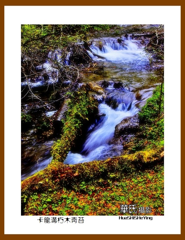 2020西西南北行游走川西094——卡龙沟朽木青苔（阿坝州黑水县）竖幅