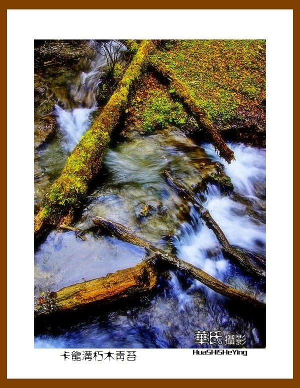 2020西西南北行游走川西094——卡龙沟朽木青苔（阿坝州黑水县）竖幅