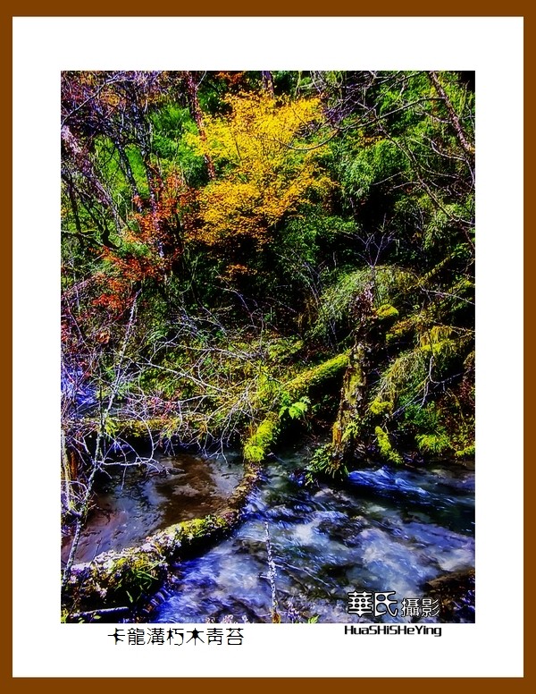 2020西西南北行游走川西094——卡龙沟朽木青苔（阿坝州黑水县）竖幅