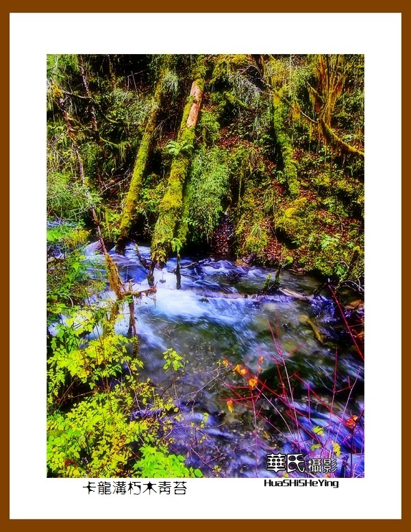 2020西西南北行游走川西094——卡龙沟朽木青苔（阿坝州黑水县）竖幅