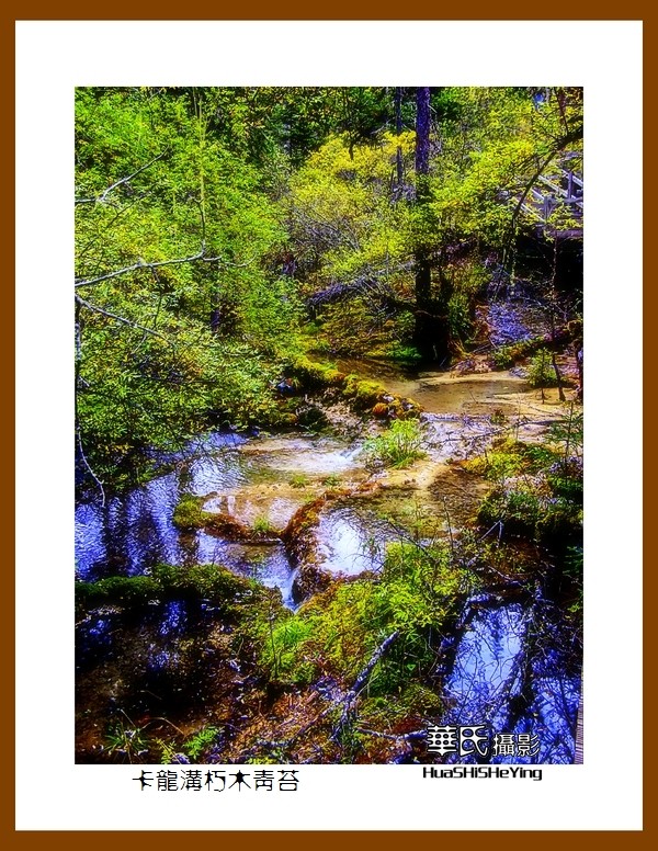 2020西西南北行游走川西094——卡龙沟朽木青苔（阿坝州黑水县）竖幅