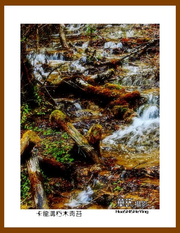 2020西西南北行游走川西094——卡龙沟朽木青苔（阿坝州黑水县）竖幅