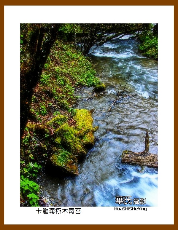 2020西西南北行游走川西094——卡龙沟朽木青苔（阿坝州黑水县）竖幅