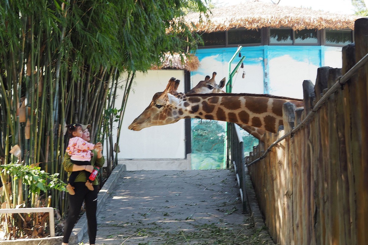 中山——紫马岭：动物园游拍（18）