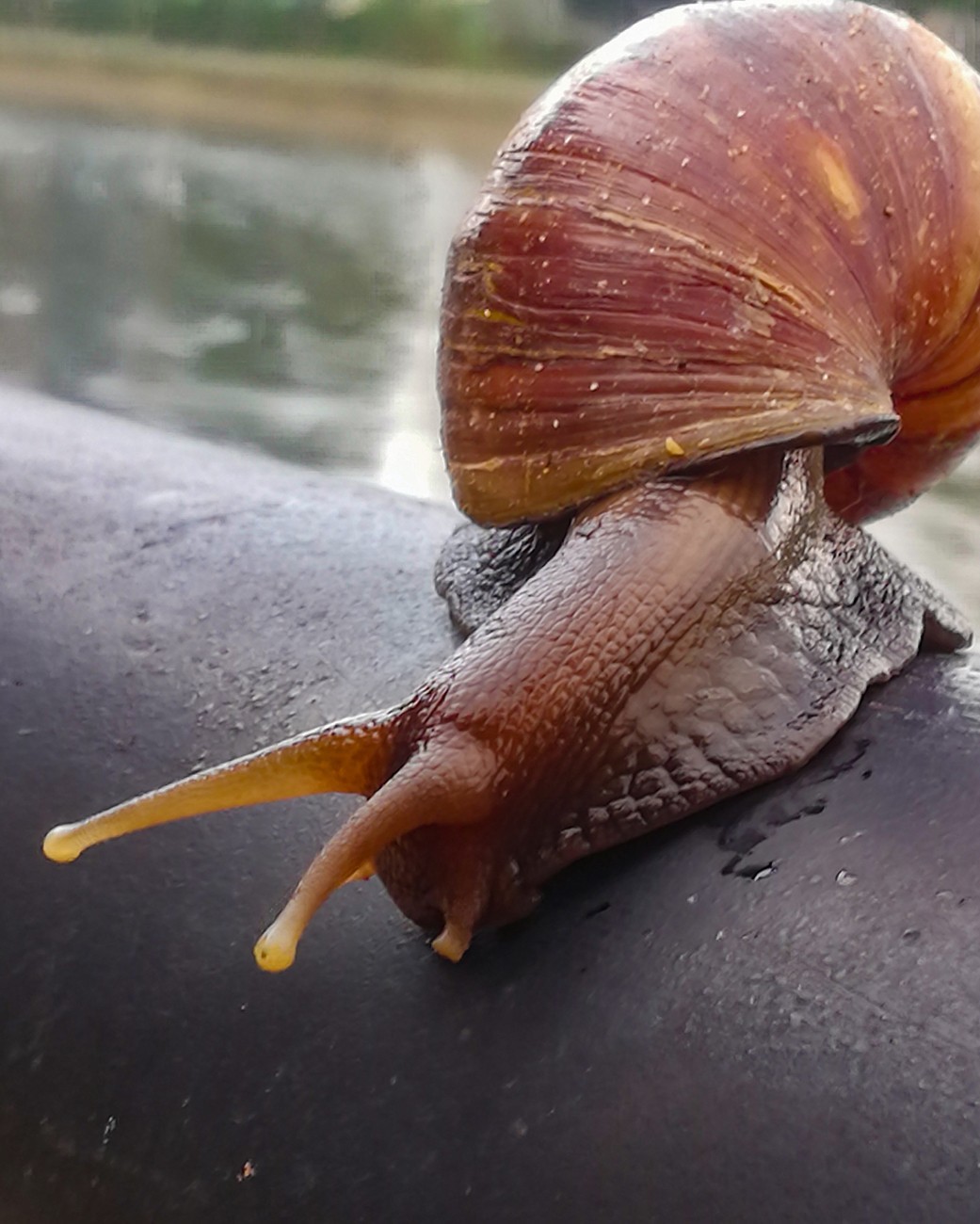 雨后偶拍东风螺