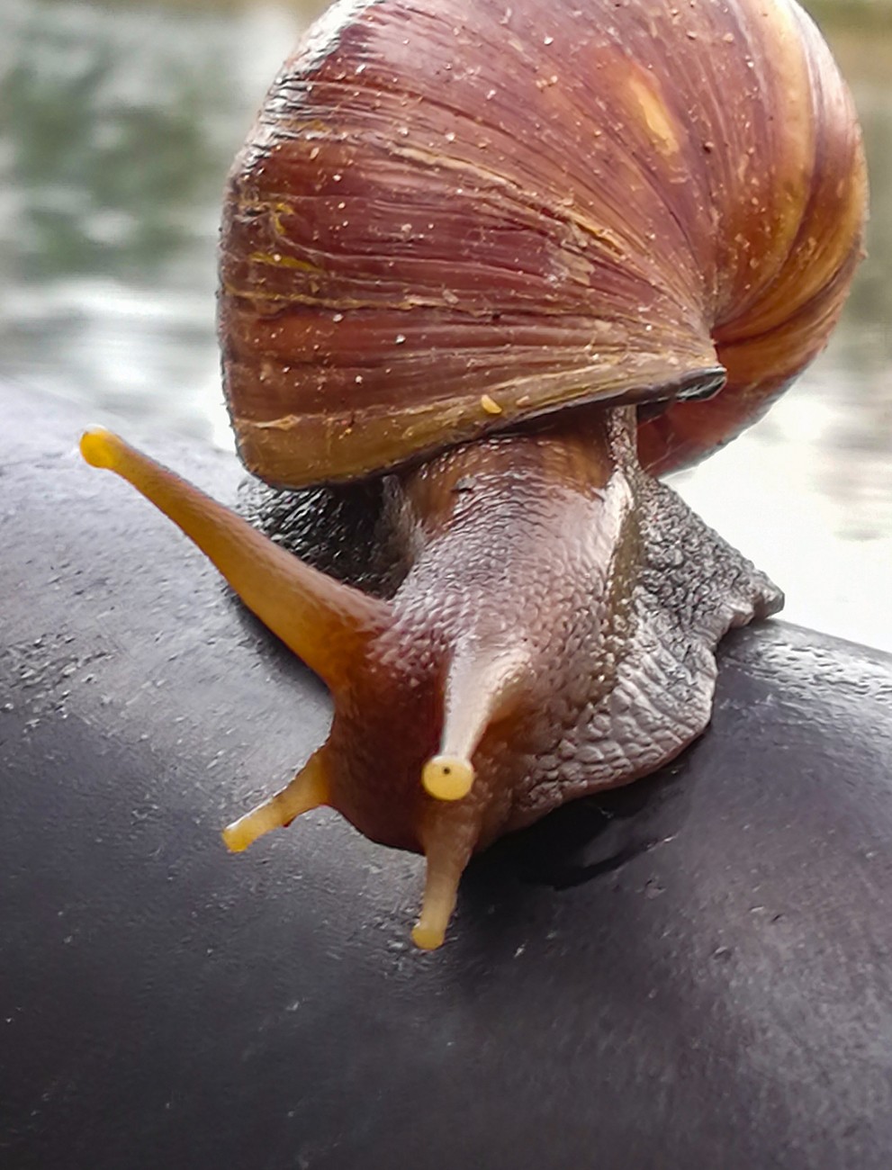 雨后偶拍东风螺