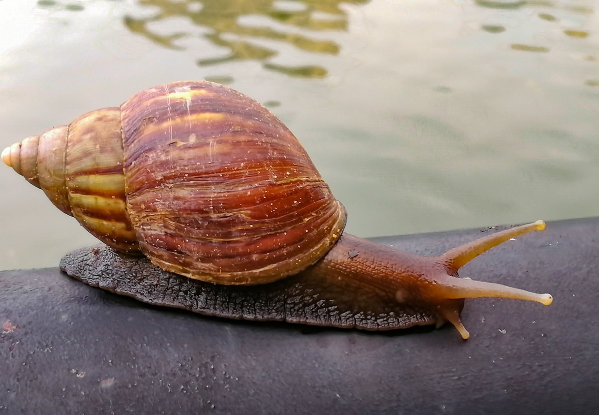 雨后偶拍东风螺