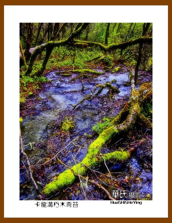 2020西西南北行游走川西094——卡龙沟朽木青苔（阿坝州黑水县）竖幅