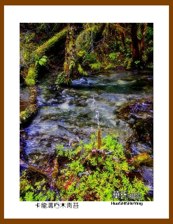 2020西西南北行游走川西094——卡龙沟朽木青苔（阿坝州黑水县）竖幅