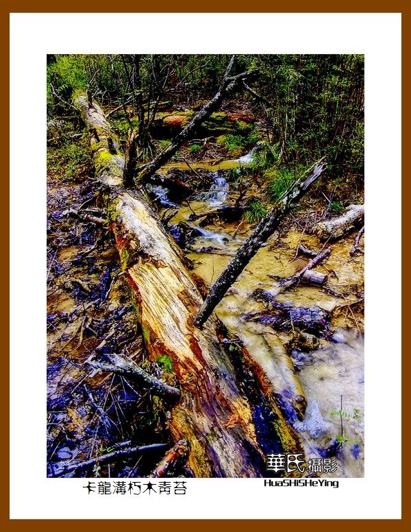 2020西西南北行游走川西094——卡龙沟朽木青苔（阿坝州黑水县）竖幅