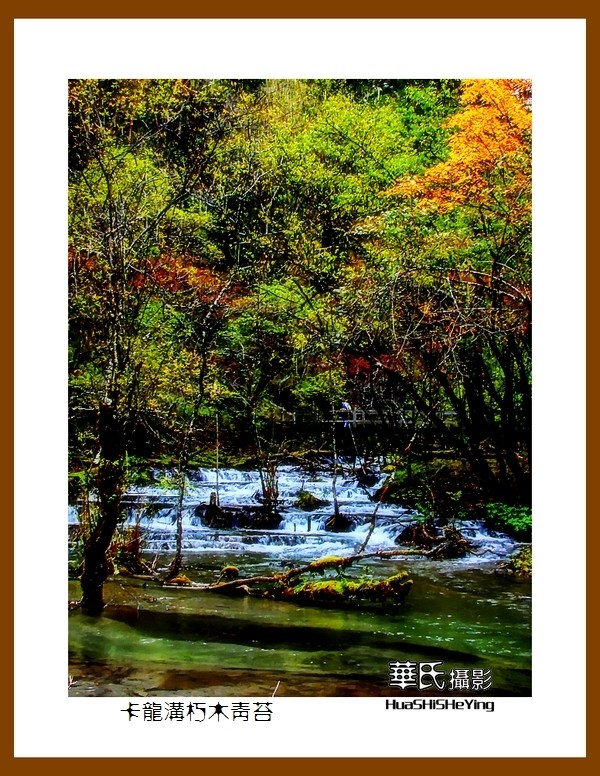 2020西西南北行游走川西094——卡龙沟朽木青苔（阿坝州黑水县）竖幅