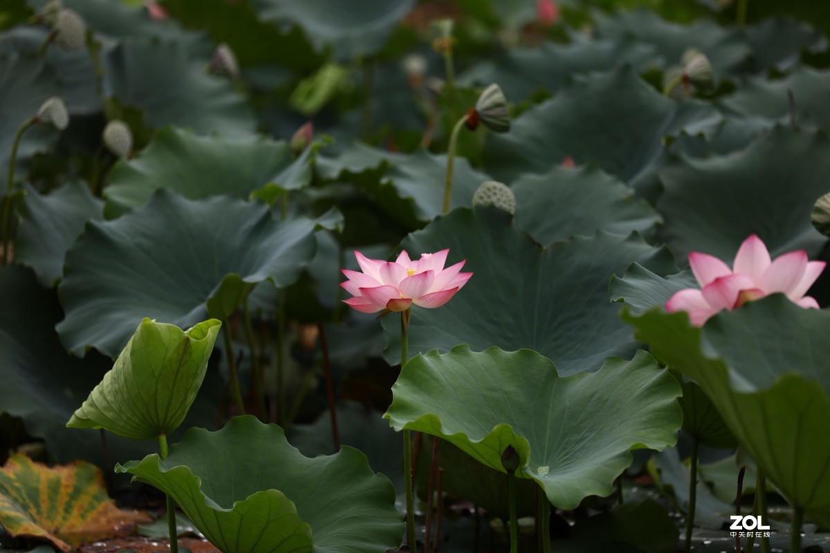 花卉（1450）