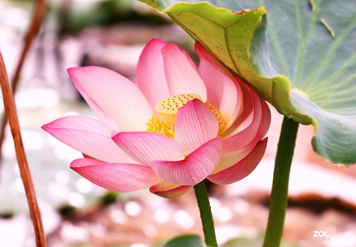 花卉（1464）