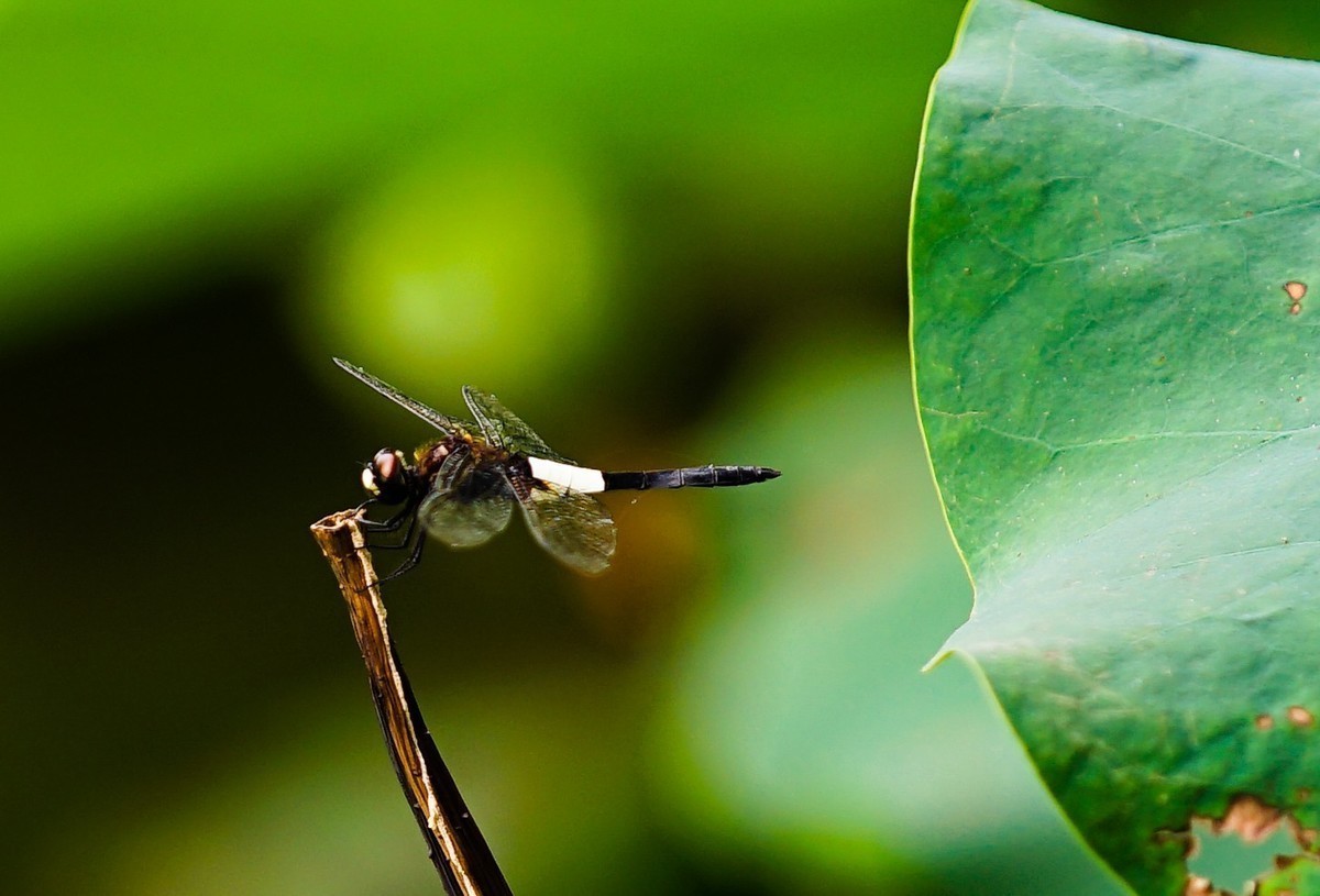 很久没有发过贴拍组睡莲试一下