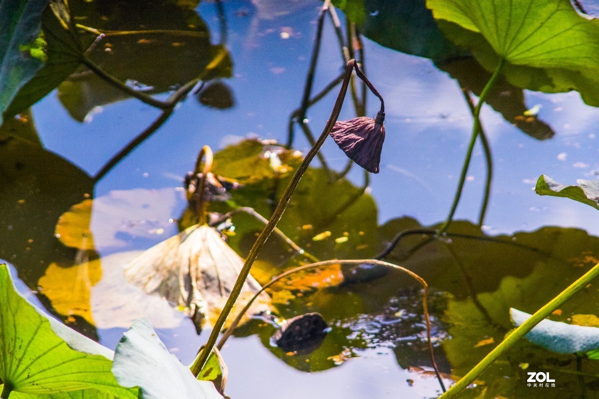 公园秋景（威达3.5/200）