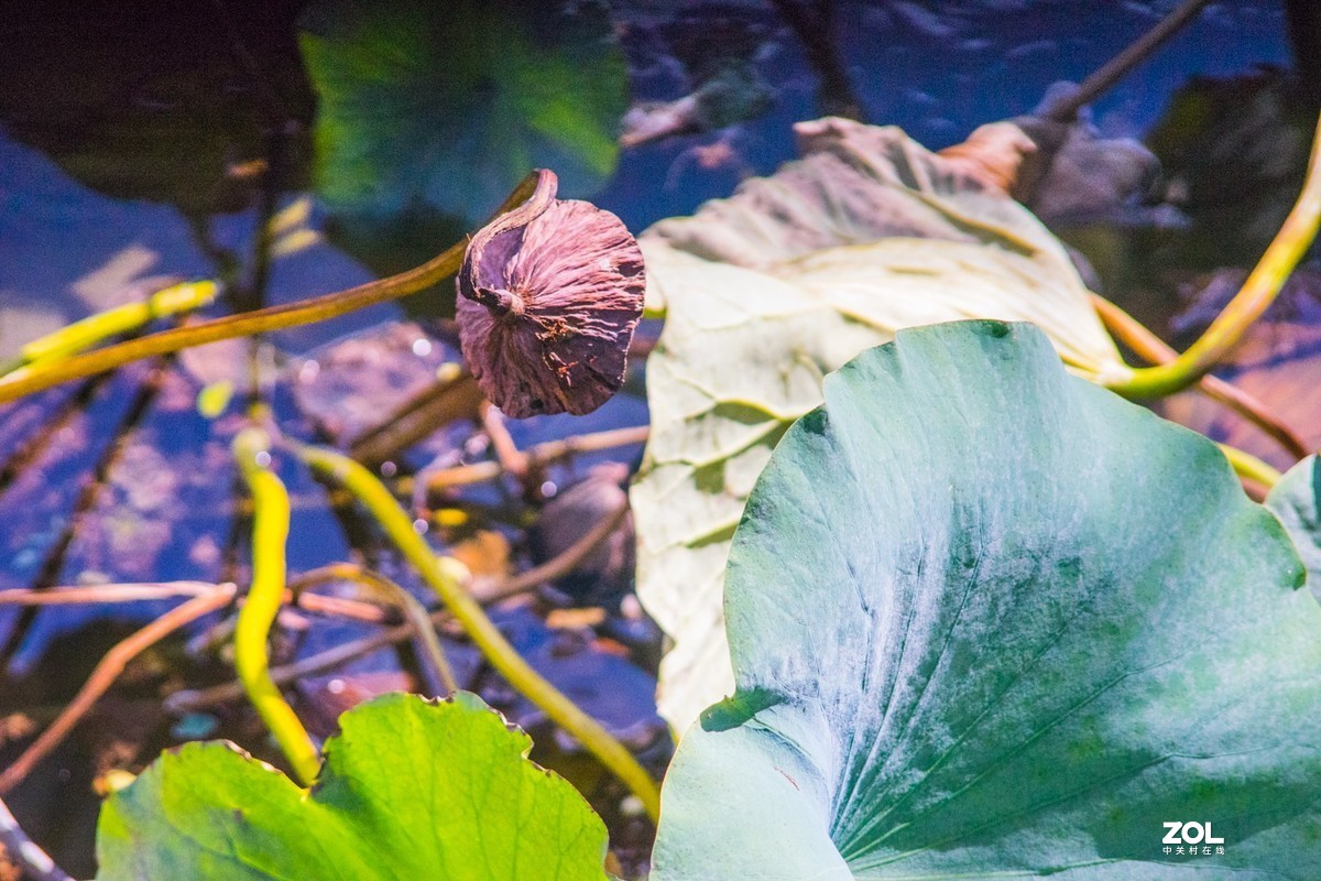 公园秋景（威达3.5/200）