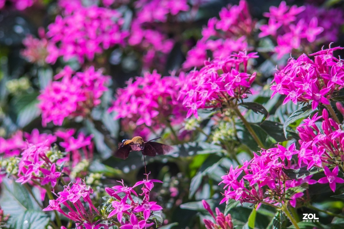 公园秋景（威达3.5/200）