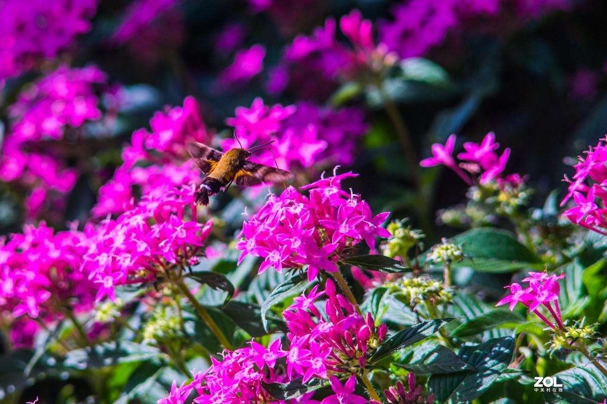 公园秋景（威达3.5/200）