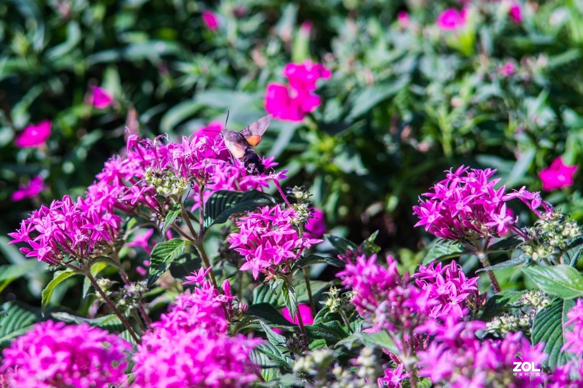 公园秋景（威达3.5/200）