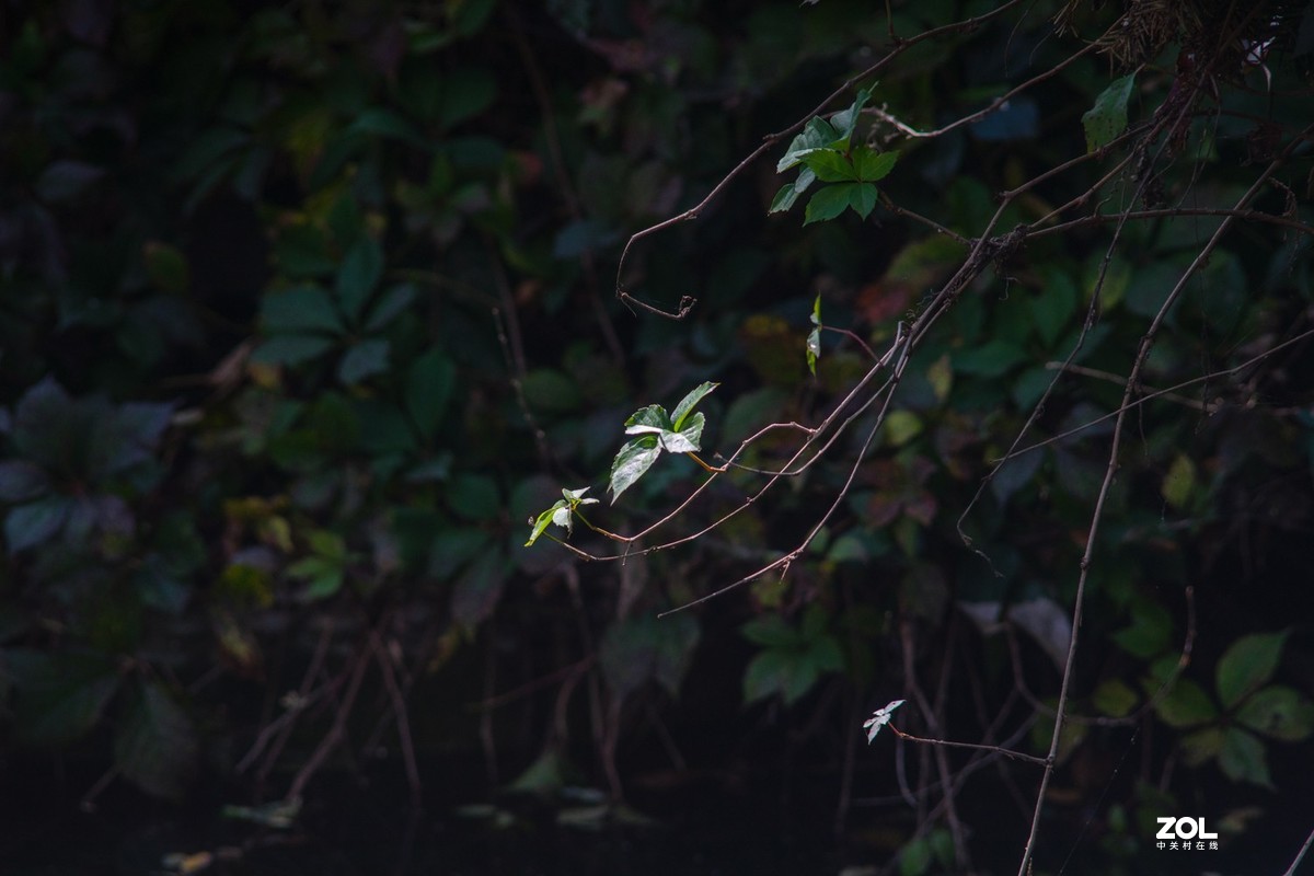 公园秋景（威达3.5/200）