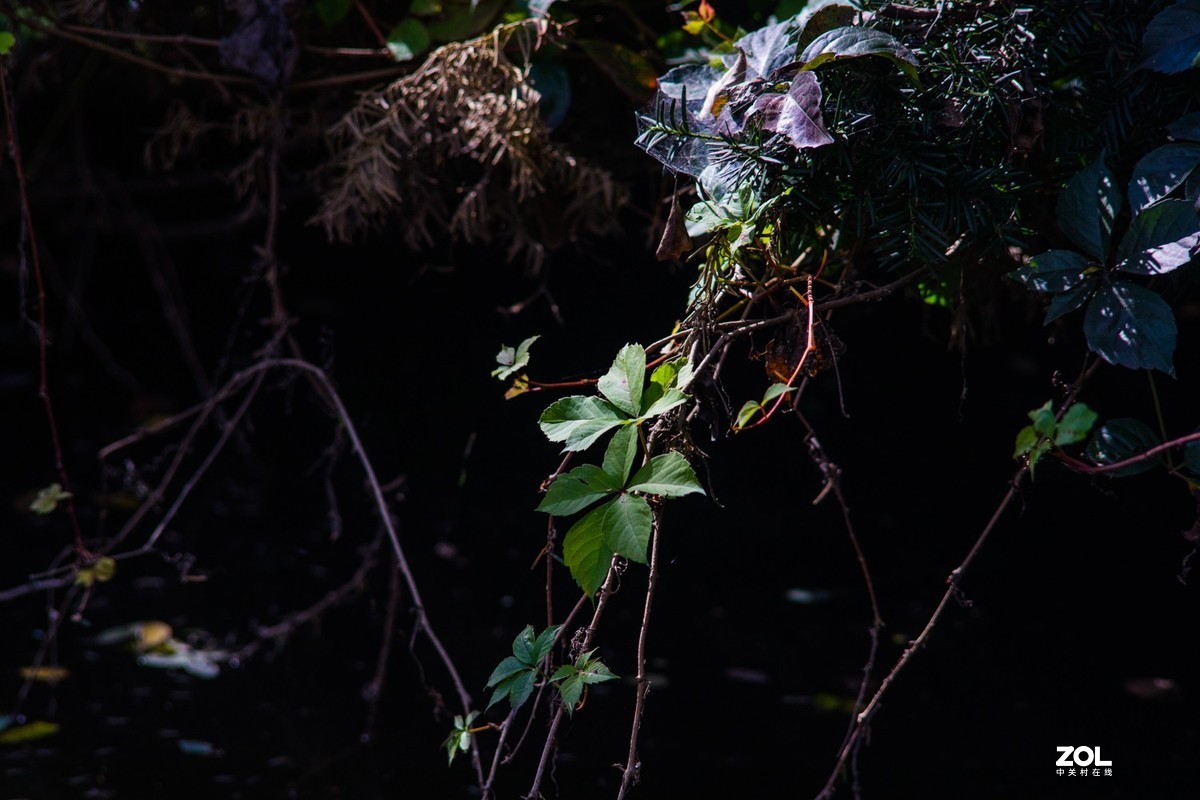 公园秋景（威达3.5/200）