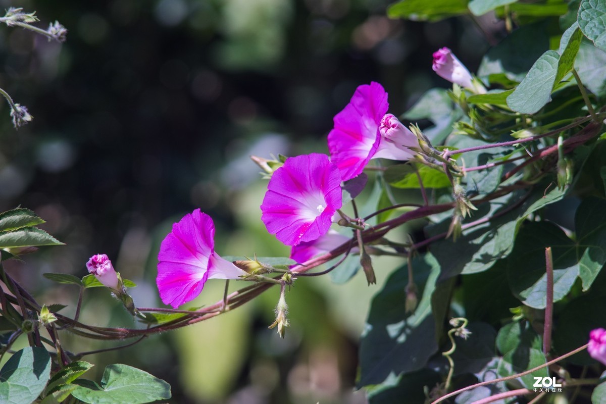 公园秋景（威达3.5/200）