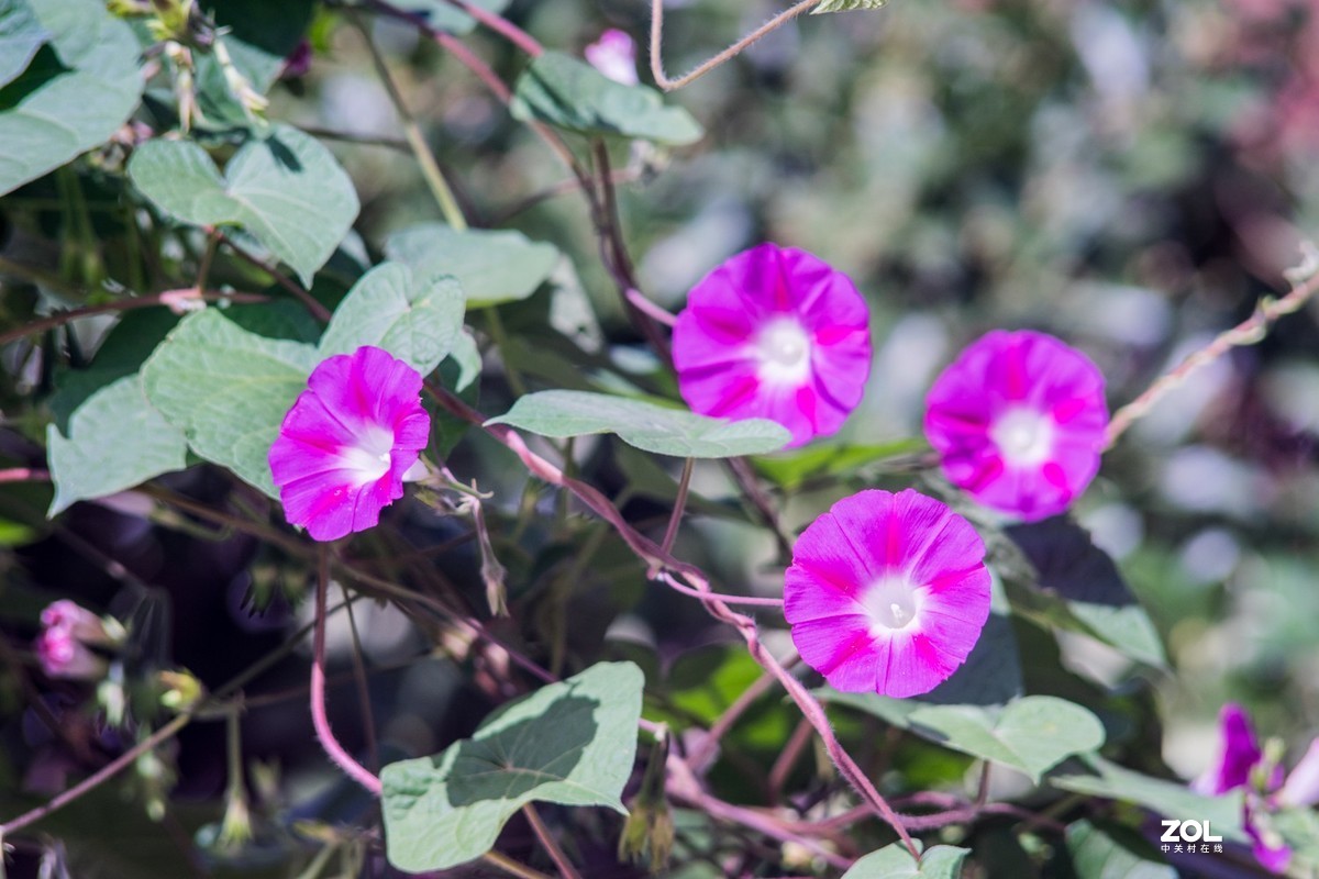 公园秋景（威达3.5/200）