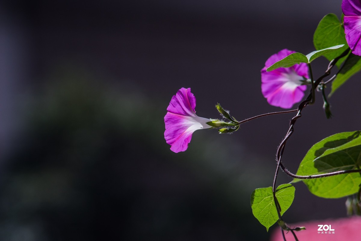 公园秋景（威达3.5/200）