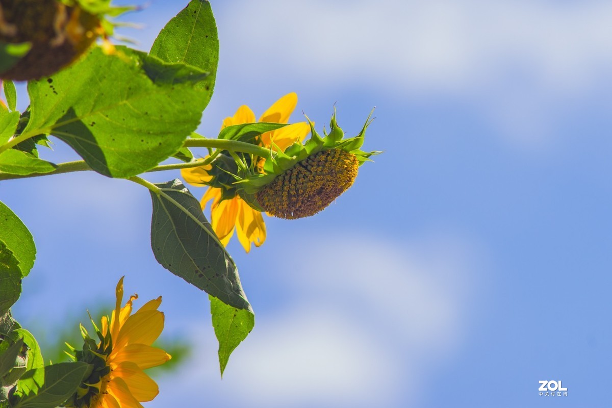 公园秋景（威达3.5/200）