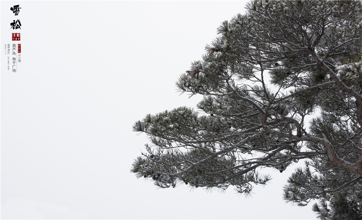 葫芦岛风光摄影 [雪松] 摄于CBD和平广场
