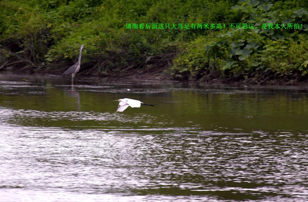 几张出奇的图片