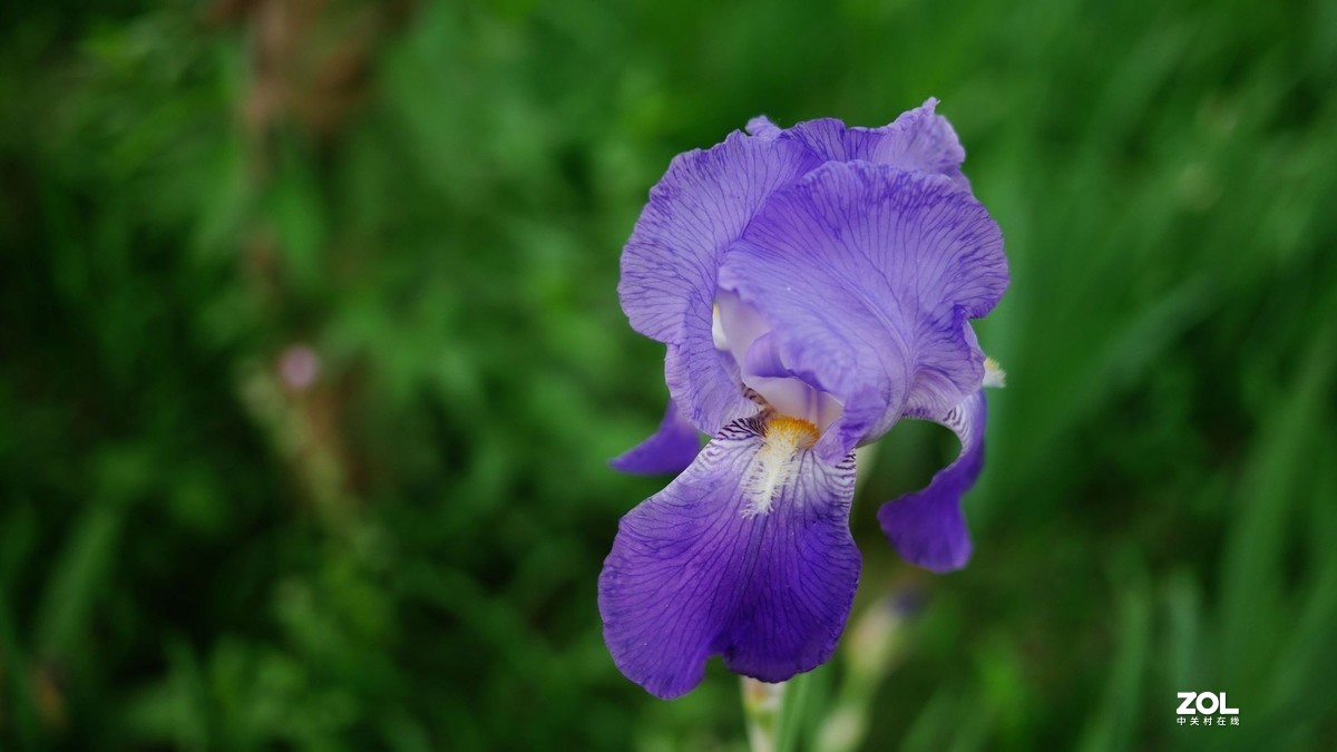 小花