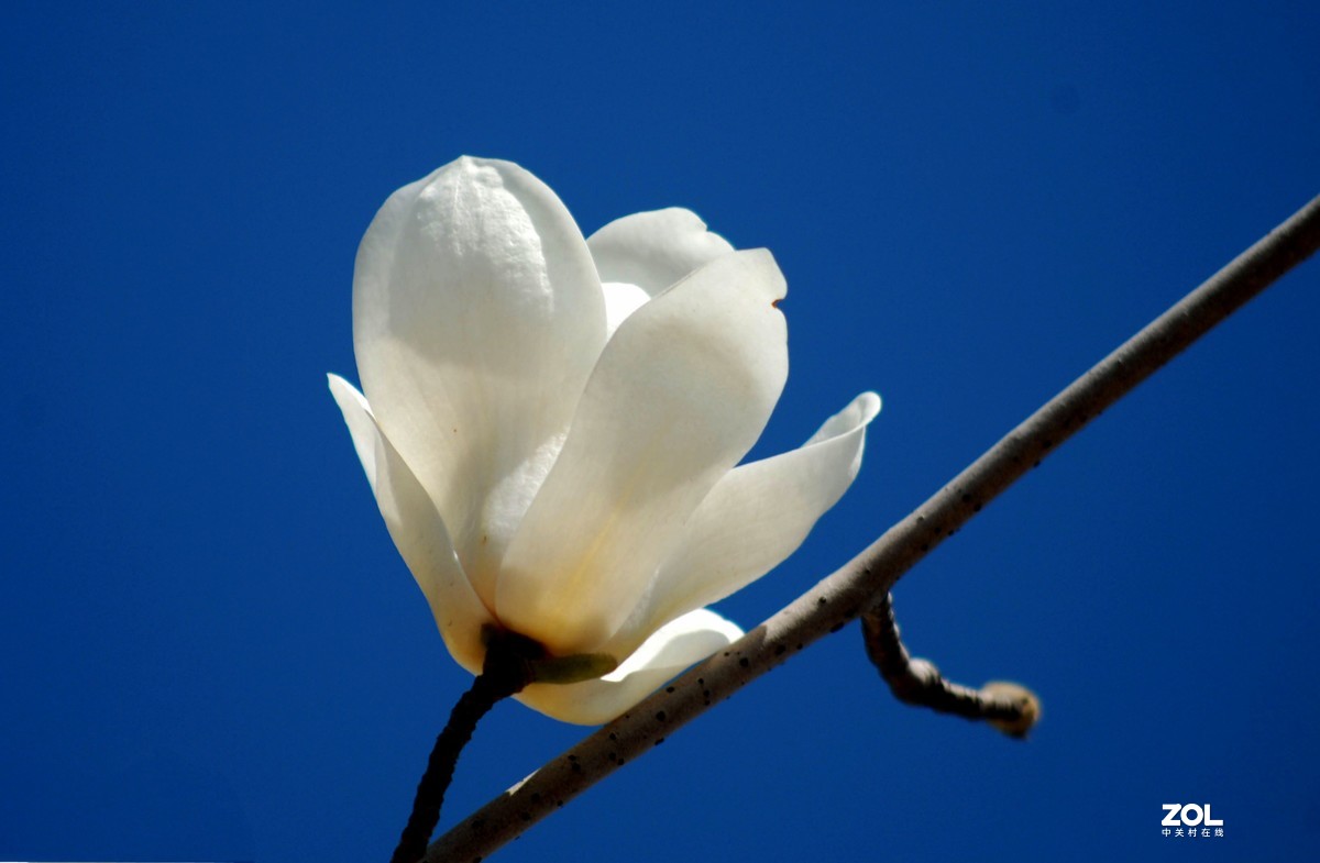 《 玉兰花开》