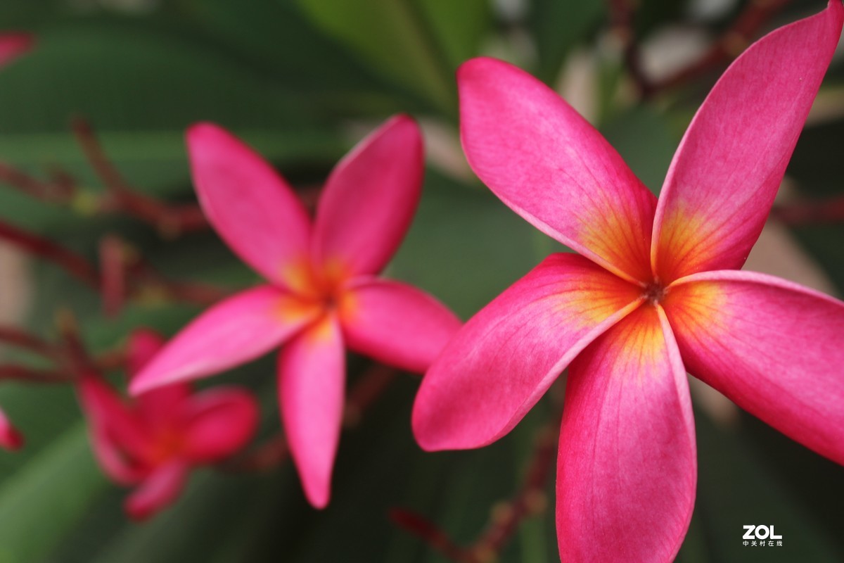 #微中有你#城市与花