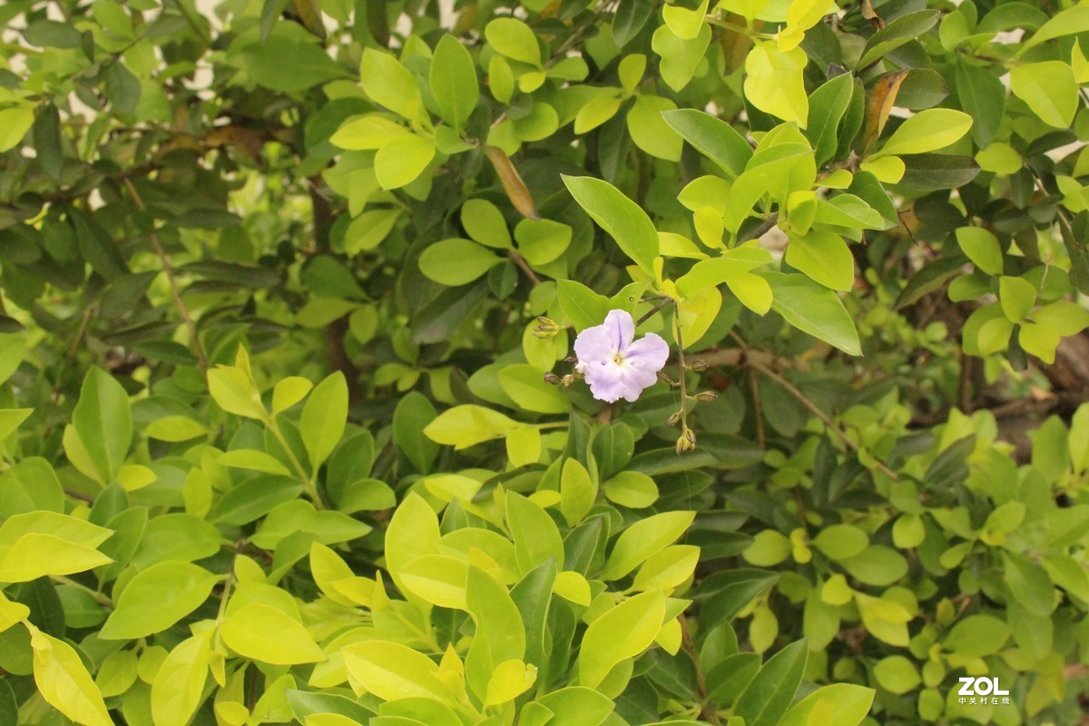 #微中有你#城市与花