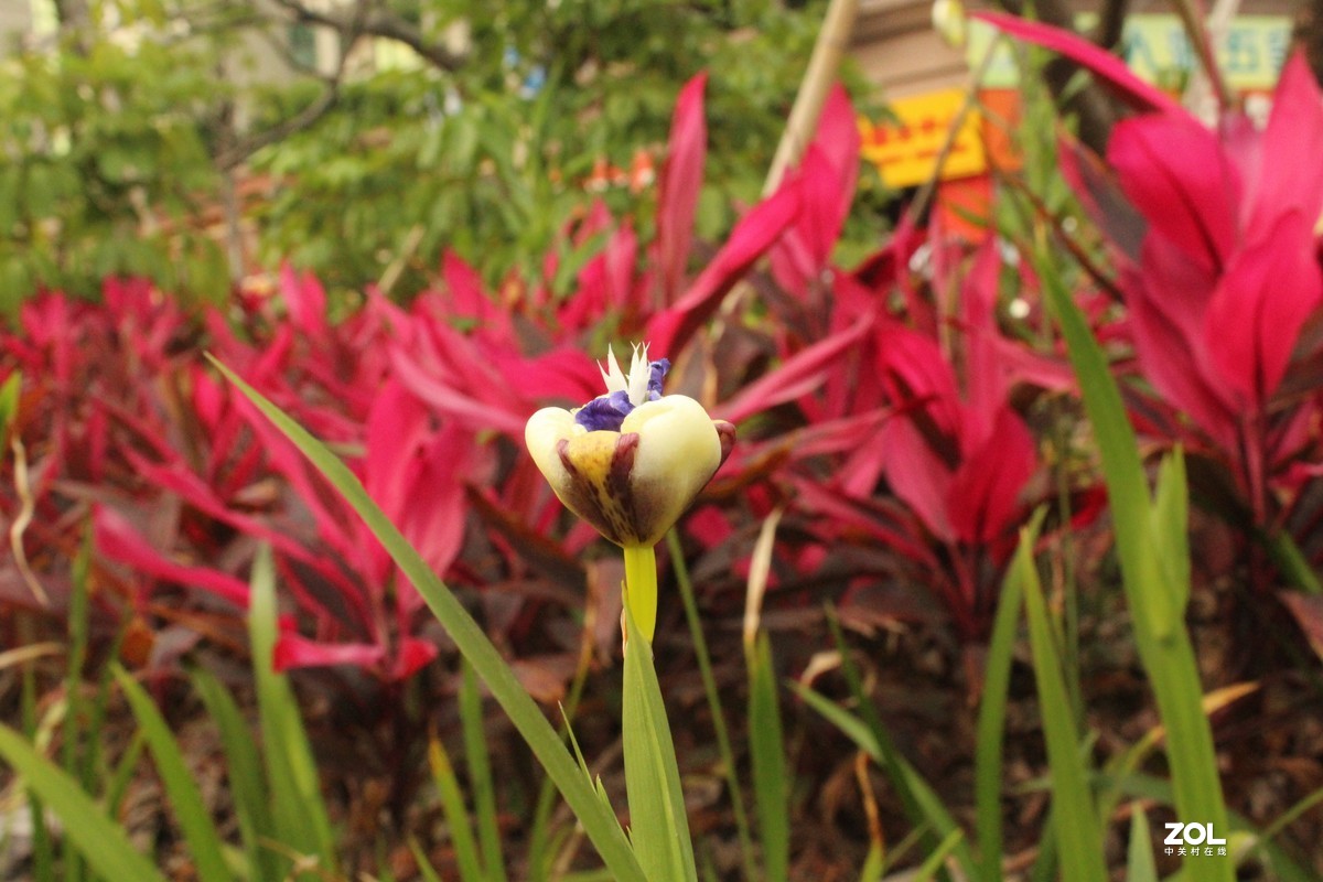 #微中有你#城市与花