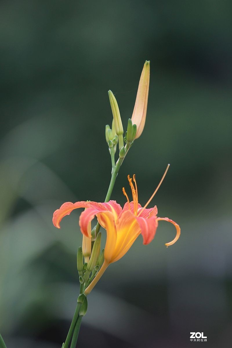 800_1200竖版 竖屏