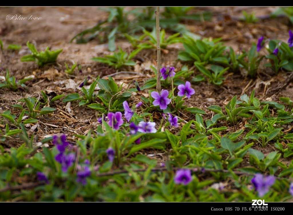 长虹花海！（2021）