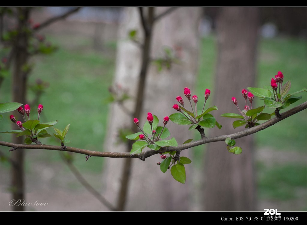 长虹花海！（2021）