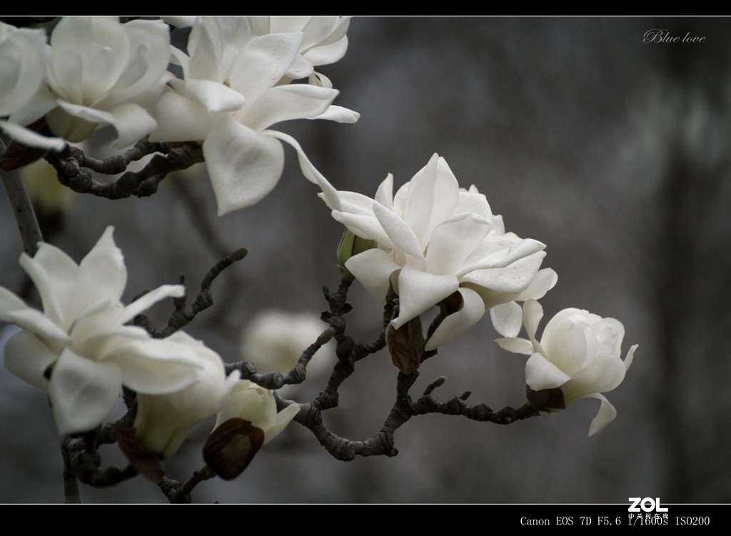 长虹花海！（2021）