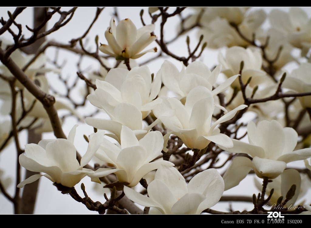 长虹花海！（2021）