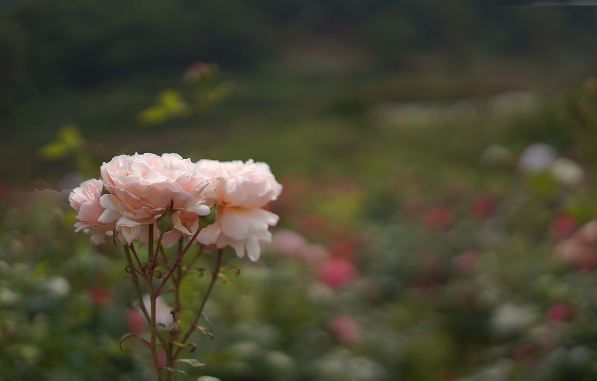 重庆市沙坪坝区玫瑰花海