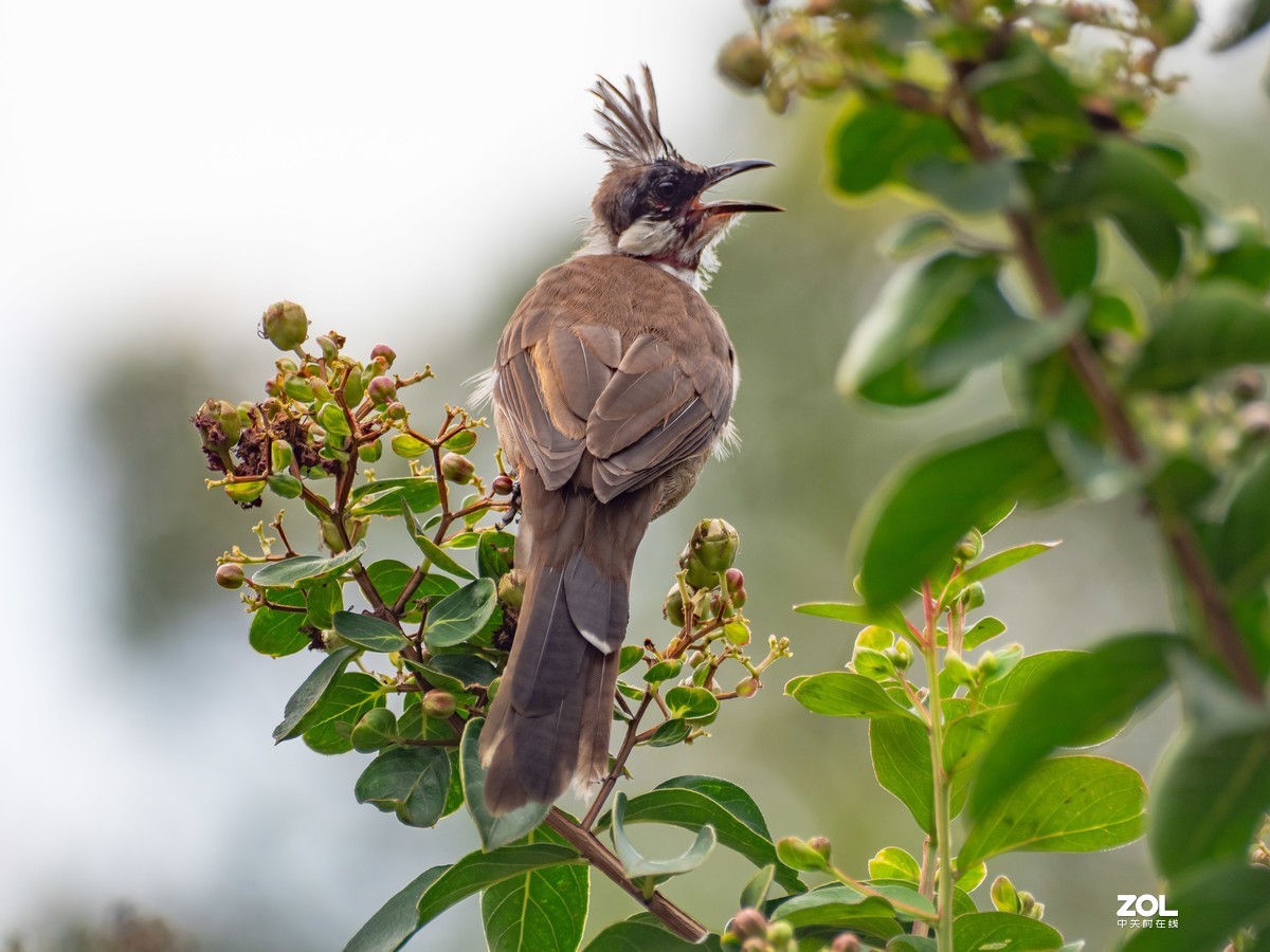 广州流花湖的红耳鹎