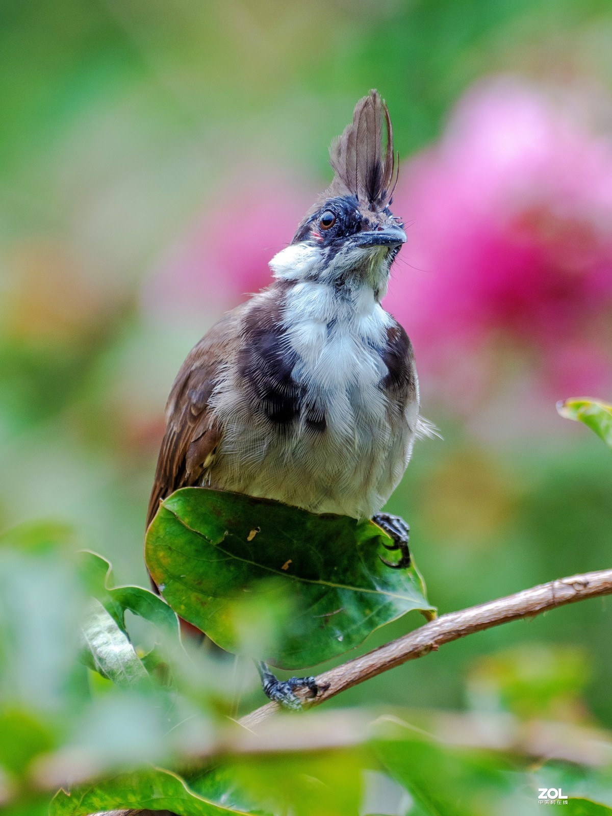 广州流花湖的红耳鹎